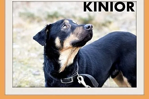 KINIOR,27kg,średni,łagodny,spokojny pies do adopcji,  śląskie Katowice