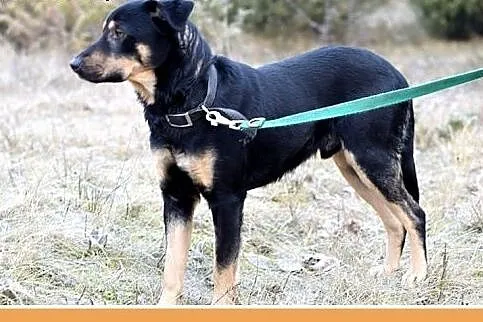 KINIOR,27kg,średni,łagodny,spokojny pies do adopcj