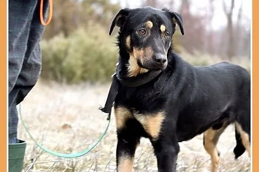 KINIOR,27kg,średni,łagodny,spokojny pies do adopcj