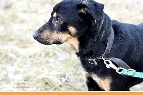 KINIOR,27kg,średni,łagodny,spokojny pies do adopcj