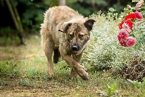 Przepiękna Prima, bardzo grzeczna, SUCZKA IDEAŁ do