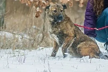 Przepiękna Prima, bardzo grzeczna, SUCZKA IDEAŁ do