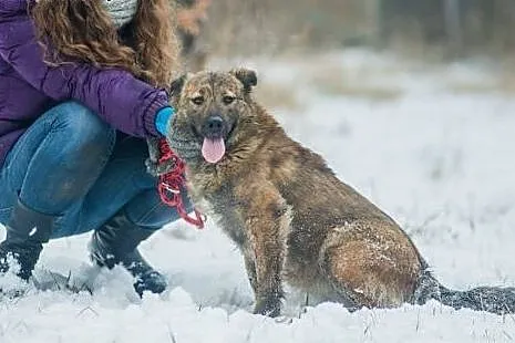 Przepiękna Prima, bardzo grzeczna, SUCZKA IDEAŁ do