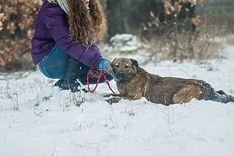 Przepiękna Prima, bardzo grzeczna, SUCZKA IDEAŁ do