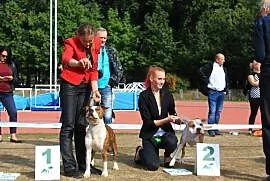 AMSTAFF - American Stafordshire Terrier - KRYCIE, Warszawa