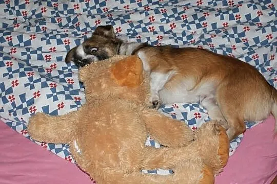Szukamy domku dla cudownego malenkiego pieseczka