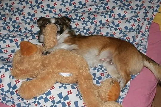 Szukamy domku dla cudownego malenkiego pieseczka
