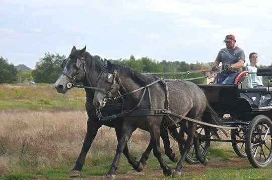 ***Para wałachów***, , 