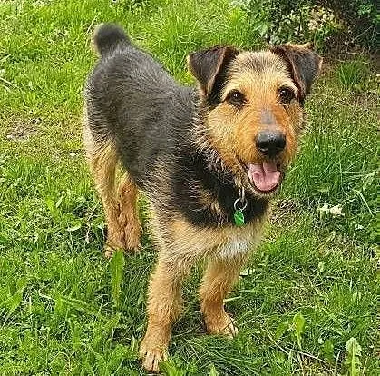 TOBY - piękny, kochany psiak w typie terriera do adopcji, łódzkie Łódź, Łódzkie, Łódź