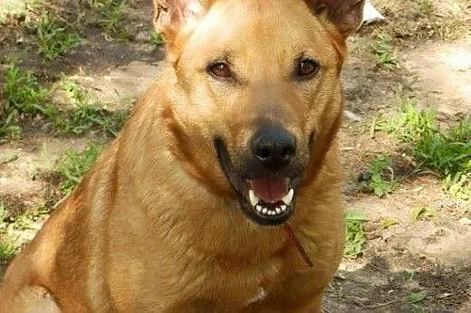 Dino,  wspaniały młody  psiak,  łódzkie Sieradz