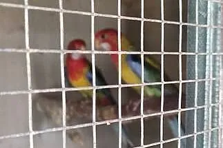 Sprzedam rozelle białolice 26r., Podkarpackie, Mielec