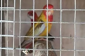 Sprzedam rozelle białolice 26r., Podkarpackie, Mielec