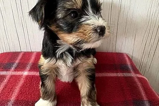Do Rezerwacji Piorun Yorkshire Terrier Biewer