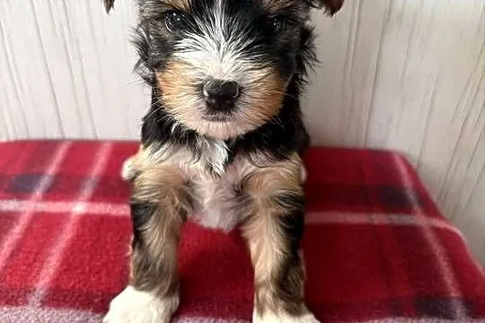 Do Rezerwacji Piorun Yorkshire Terrier Biewer, Wielkopolskie, Konin