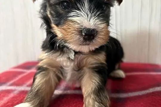 Do Rezerwacji Piorun Yorkshire Terrier Biewer, Wielkopolskie, Konin