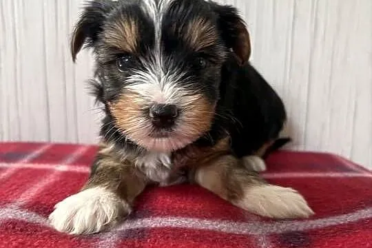 Do Rezerwacji Piorun Yorkshire Terrier Biewer, Wielkopolskie, Konin