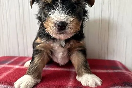 Do Rezerwacji Piorun Yorkshire Terrier Biewer, Wielkopolskie, Konin