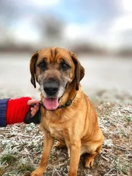 Baron - pewny siebie, wesoły pies szuka domu!  Miłościwi Państwo! Oto Baron, jegomość psiego rodu, c, , Warszawa