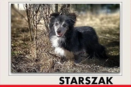 Średni,13kg,łagodny,wesoły,starszy piesek STARSZAK, Warszawa