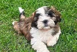 Piękne szczenięta Shih Tzu