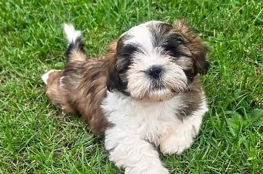 Piękne szczenięta Shih Tzu, Małopolskie, Nowa Jastrząbka