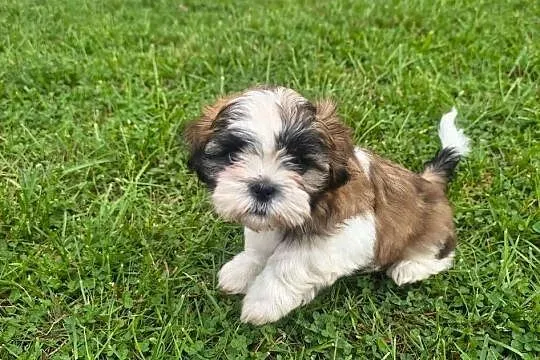 Piękne szczenięta Shih Tzu, Małopolskie, Nowa Jastrząbka