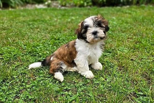 Piękne szczenięta Shih Tzu, Małopolskie, Nowa Jastrząbka