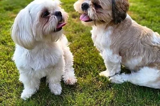 Piękne szczenięta Shih Tzu, Małopolskie, Nowa Jastrząbka