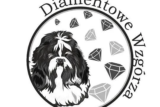Piękne szczenięta Shih Tzu, Małopolskie, Nowa Jastrząbka