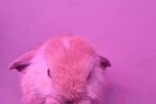 Królik baran baranek mini lop karzełek