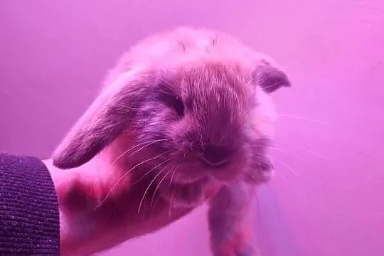 Królik baran baranek mini lop karzełek, Śląskie, Rybnik