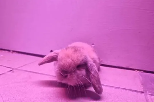 Królik baran baranek mini lop karzełek, Śląskie, Rybnik