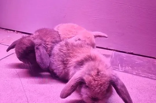 Królik baran baranek mini lop karzełek, Śląskie, Rybnik