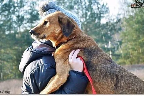 LEJLA energiczna, śliczna do adopcji,  dolnośląski