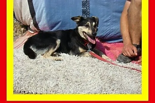 Średni,wesoły,przyjazny,lubi spacery,pies ŁAPEK,  