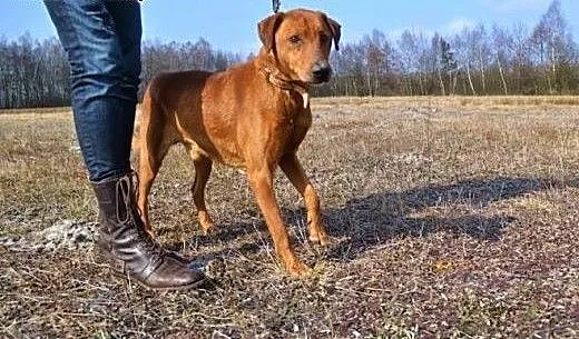Piękny, mądry i niezwykle grzeczny rudasek Moris.