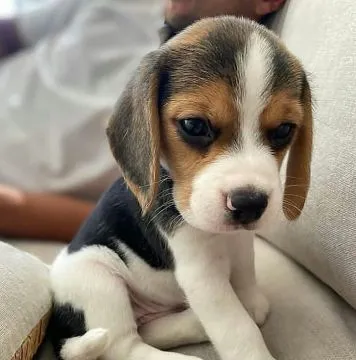 Sprzedam zdrowego szczeniaka rasy beagle, bardzo wesołego i lubiącego dzieci.