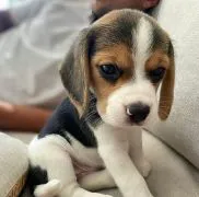 Sprzedam zdrowego szczeniaka rasy beagle, bardzo wesołego i lubiącego dzieci.