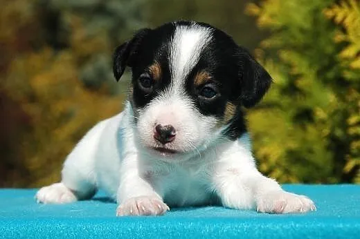 Jack Russell Terrier,  małopolskie Kraków
