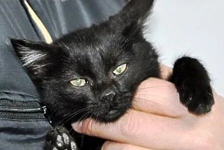 Kotka, kicia, kosiak Aniczka malutka 8 tyg. ADOPCJ