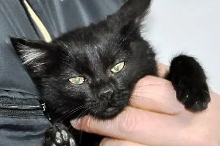Kotka, kicia, kosiak Aniczka malutka 8 tyg. ADOPCJ
