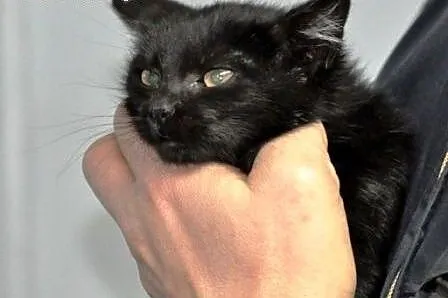 Kotka, kicia, kosiak Aniczka malutka 8 tyg. ADOPCJ