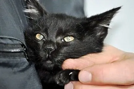 Kotka, kicia, kosiak Aniczka malutka 8 tyg. ADOPCJ
