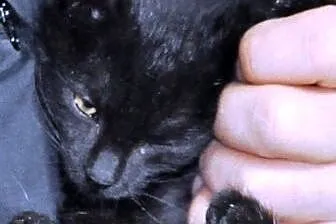 Kotka, kicia, kosiak Aniczka malutka 8 tyg. ADOPCJ