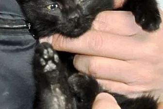 Kotka, kicia, kosiak Aniczka malutka 8 tyg. ADOPCJ