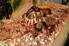 ŻÓŁW GRECKI TESTUDO HERMANNI