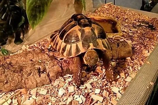 ŻÓŁW GRECKI TESTUDO HERMANNI, Śląskie, Lyski