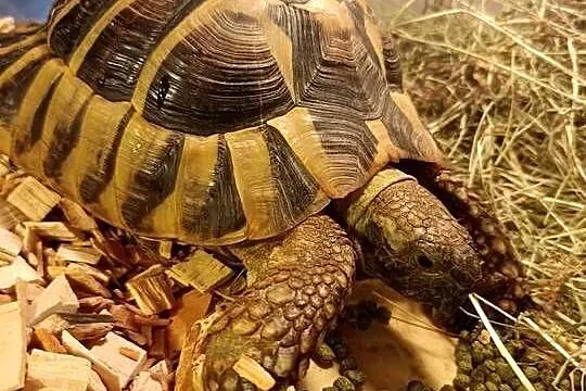 ŻÓŁW GRECKI TESTUDO HERMANNI, Śląskie, Lyski