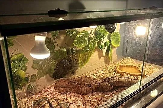 ŻÓŁW GRECKI TESTUDO HERMANNI, Śląskie, Lyski