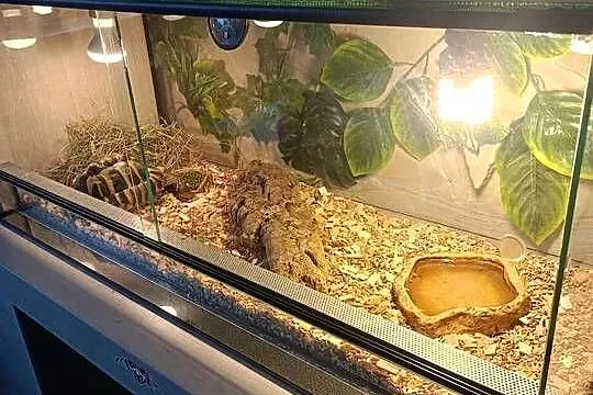 ŻÓŁW GRECKI TESTUDO HERMANNI, Śląskie, Lyski